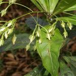 Hymenandra stenophylla Flor