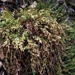 Asplenium x alternifolium 形態