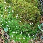 Arenaria balearica Hoja