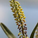 Polystachya stuhlmannii Flower
