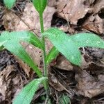 Myosotis nemorosa Leaf