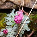 Saxifraga porophylla Floro