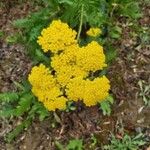 Achillea filipendulinaFloare