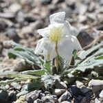 Eulobus californicus Flower