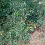 Senegalia nigrescens Frunză