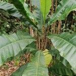Anthocleista schweinfurthii पत्ता