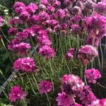 Armeria maritima Blüte
