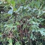 Lonicera fragrantissima عادت