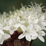 Chaenactis stevioides Blüte