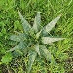 Aloe maculata Leaf