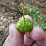 Malpighia martinicensis Fruto