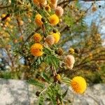 Acacia farnesiana Fleur