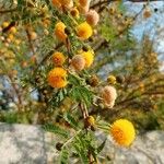 Acacia farnesiana फूल