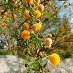 Acacia farnesiana Blodyn