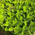 Clusia fluminensis Folla