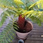 Dicksonia antarctica 葉
