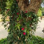 Ipomoea horsfalliae Συνήθη χαρακτηριστικά