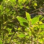 Ficus microcarpa List