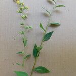 Solidago patula Leaf