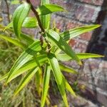 Lilium lancifolium Blad