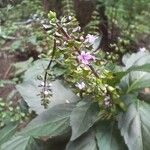 Ocimum carnosum Floare