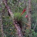 Tillandsia punctulata Flor