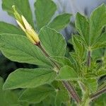 Cleome viscosaΦύλλο