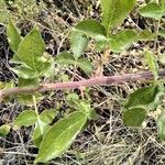 Commiphora baluensis Blatt