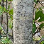 Fraxinus griffithii Bark