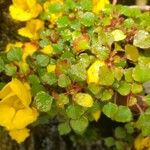Impatiens repens Foglia