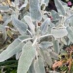 Phlomis purpurea Blatt