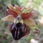 Ophrys passionis Květ