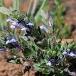 Scutellaria tuberosa Агульны выгляд