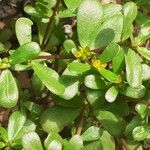 Portulaca oleraceaFlower