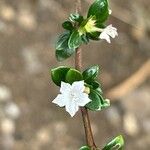 Serissa japonica Blomst