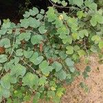 Bauhinia tomentosa Levél