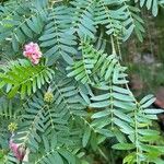 Calliandra surinamensis List