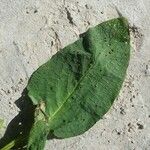 Borago officinalisLeaf