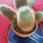 Mammillaria spinosissima Листок