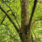 Salix udensis Kabuk