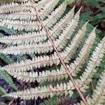 Polystichum setiferum Blad