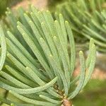 Abies concolor Foglia