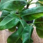 Musa acuminata Feuille