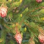 Protea nana Flor