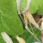 Silene schafta Fruit