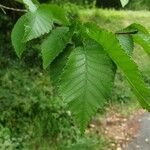 Ulmus carpinifolia Feuille