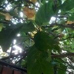 Brugmansia versicolor برگ