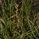 Triglochin palustris Habit