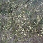 Salix atrocinerea Συνήθη χαρακτηριστικά