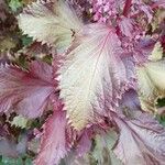 Perilla frutescens Blatt